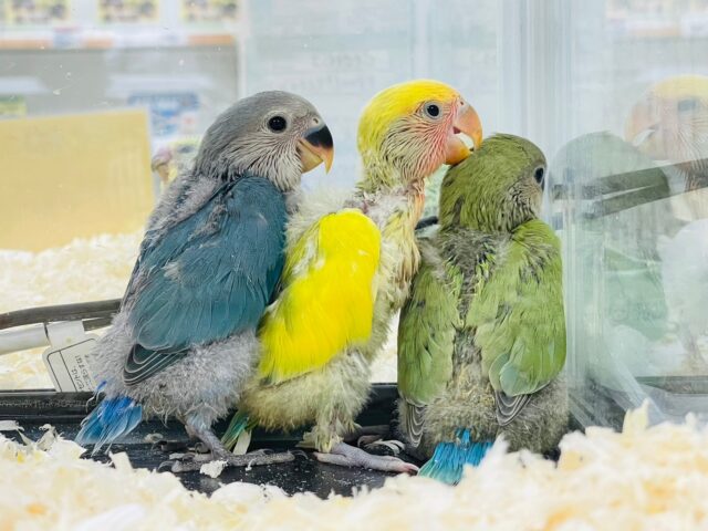 コザクラインコ（小桜インコ）