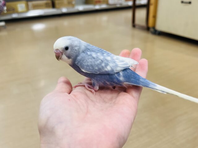 【最新画像更新🪄もうすぐひとり餌☆】美鳥♡食欲旺盛元気っ子☆☆☆セキセイインコ(スパングル) ヒナ セキセイインコ