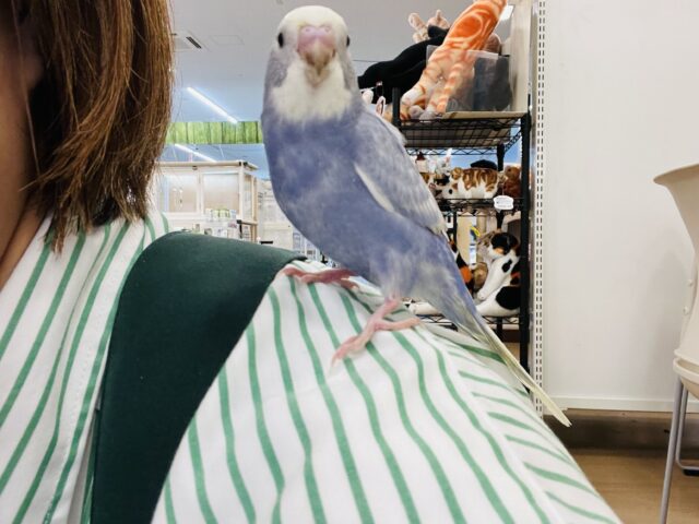 【最新画像更新🪄もうすぐひとり餌☆】美鳥♡食欲旺盛元気っ子☆☆☆セキセイインコ(スパングル) ヒナ セキセイインコ