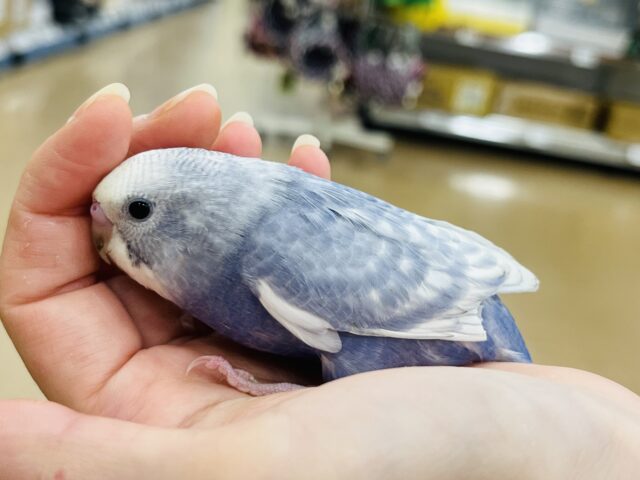 【最新画像更新🪄もうすぐひとり餌☆】美鳥♡食欲旺盛元気っ子☆☆☆セキセイインコ(スパングル) ヒナ セキセイインコ