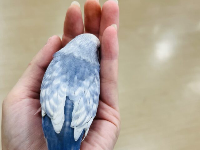 【最新画像更新🪄もうすぐひとり餌☆】美鳥♡食欲旺盛元気っ子☆☆☆セキセイインコ(スパングル) ヒナ セキセイインコ