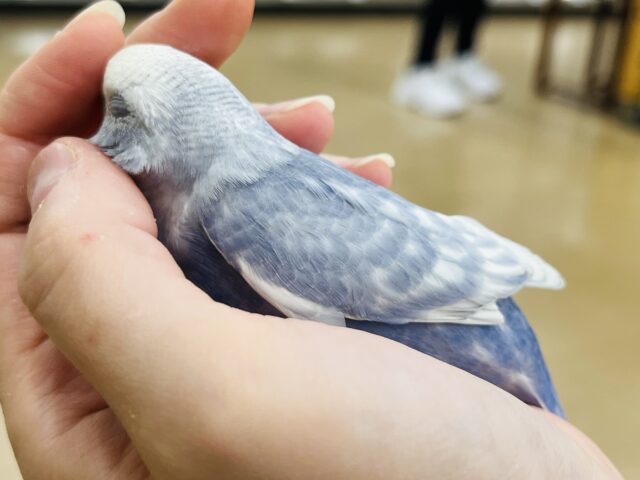 【最新画像更新🪄もうすぐひとり餌☆】美鳥♡食欲旺盛元気っ子☆☆☆セキセイインコ(スパングル) ヒナ セキセイインコ