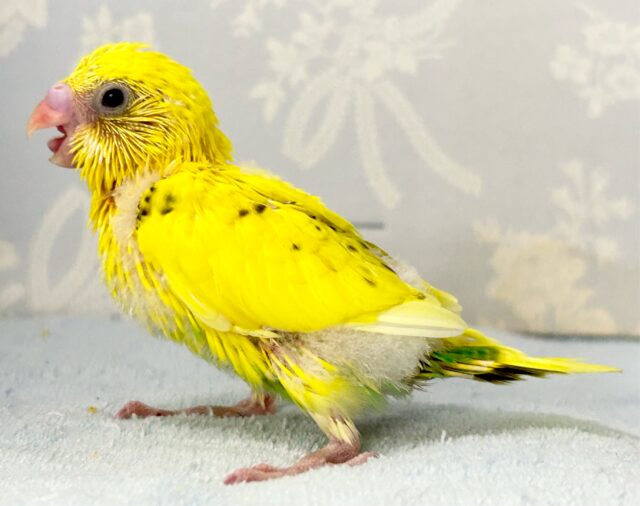 セキセイインコ