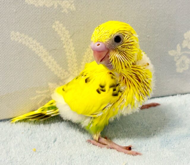 セキセイインコ