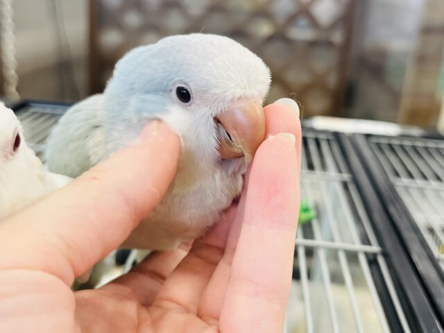 オキナインコ