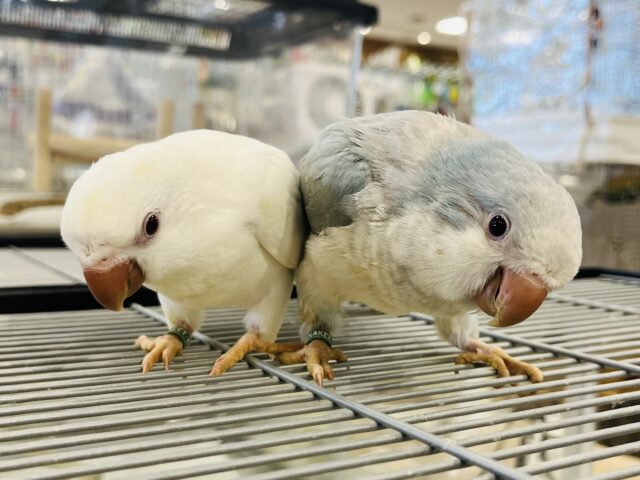 オキナインコ