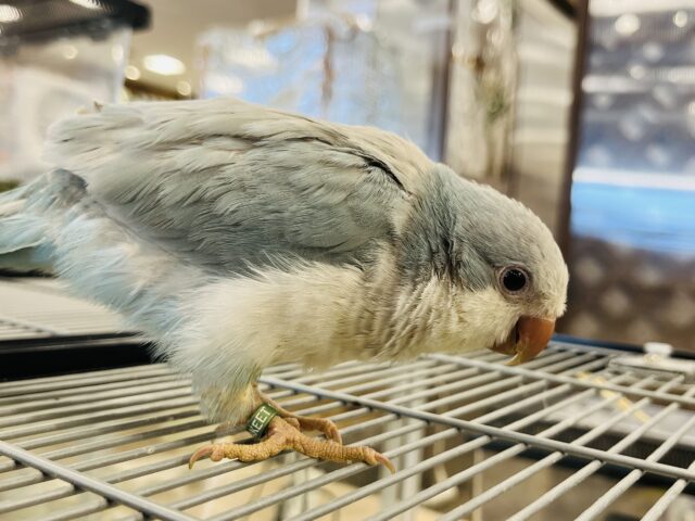 オキナインコ