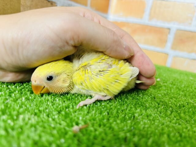 コザクラインコ（小桜インコ）