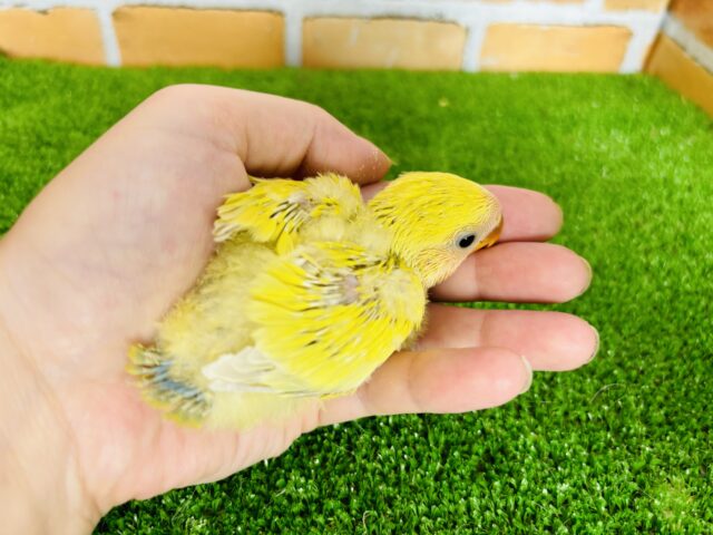 コザクラインコ（小桜インコ）
