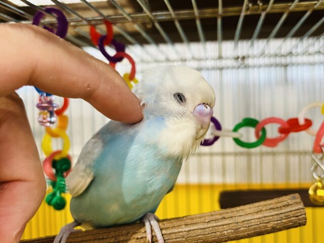セキセイインコ
