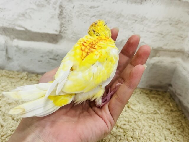 ビセイインコ（美声インコ）