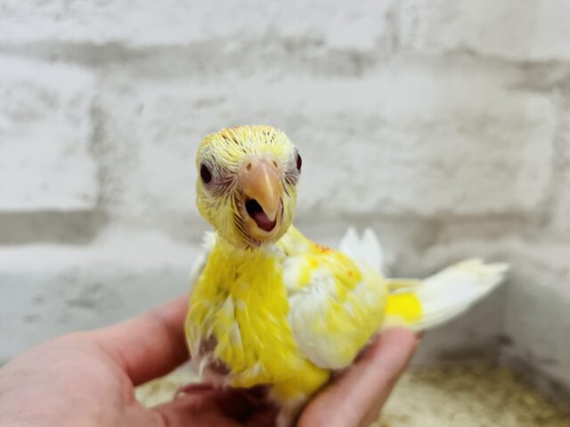 ビセイインコ（美声インコ）