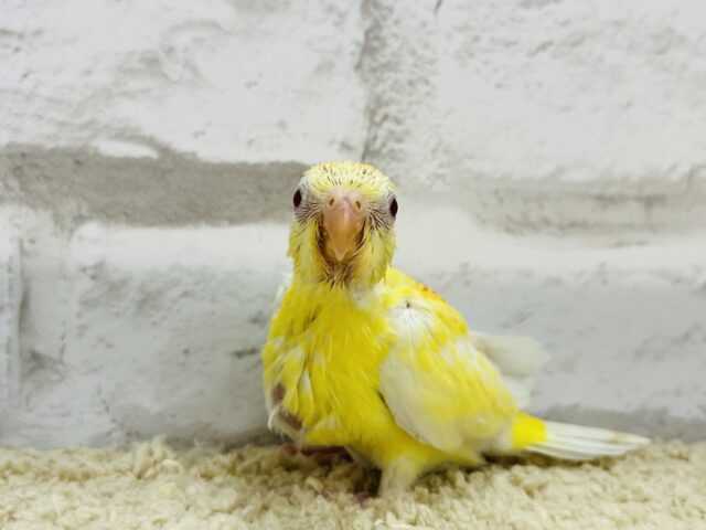 ビセイインコ（美声インコ）