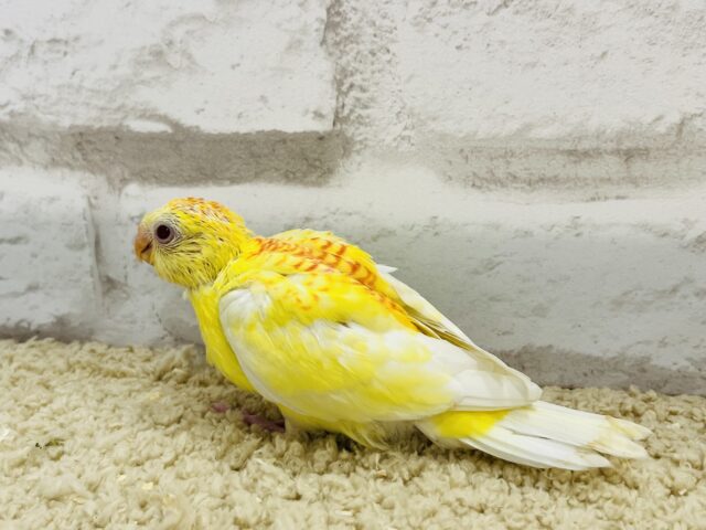 ビセイインコ（美声インコ）