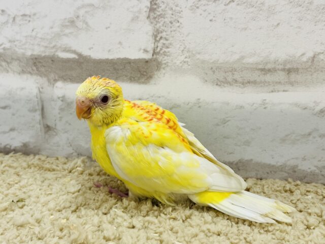 ビセイインコ（美声インコ）