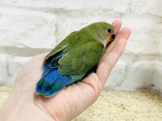 コザクラインコ（小桜インコ）