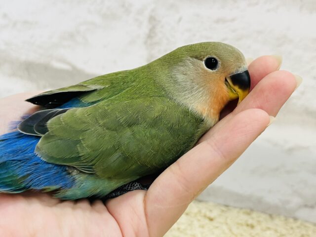 コザクラインコ（小桜インコ）