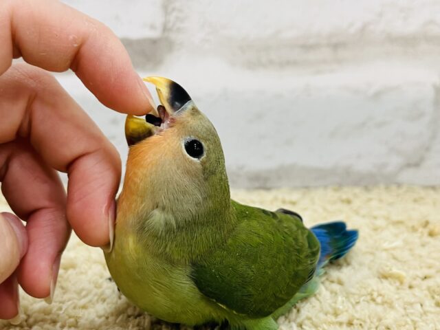 コザクラインコ（小桜インコ）