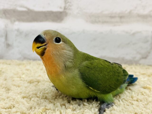 コザクラインコ（小桜インコ）
