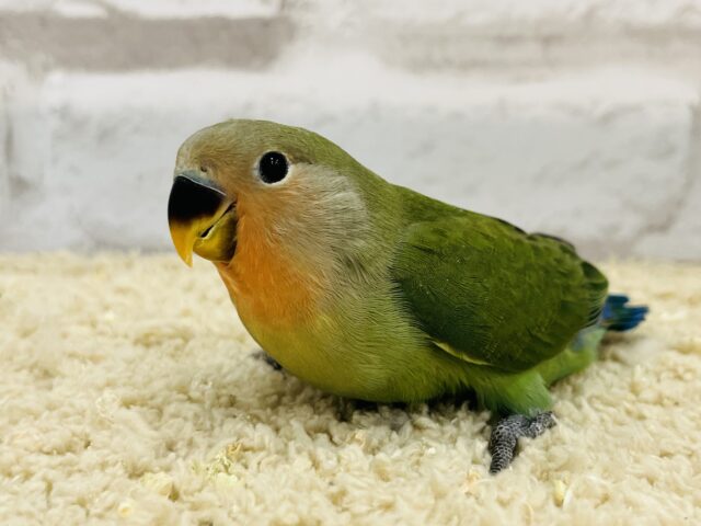 コザクラインコ（小桜インコ）