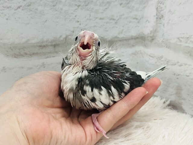 オカメインコ