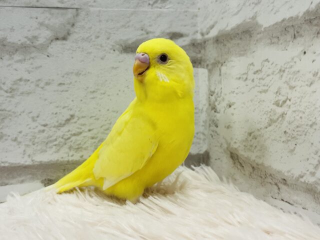 セキセイインコ