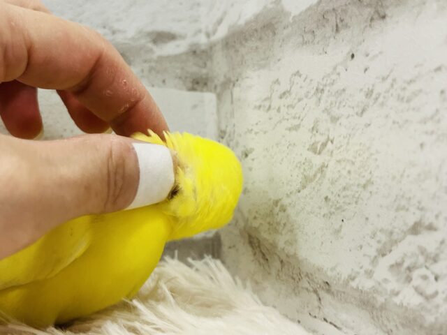 セキセイインコ