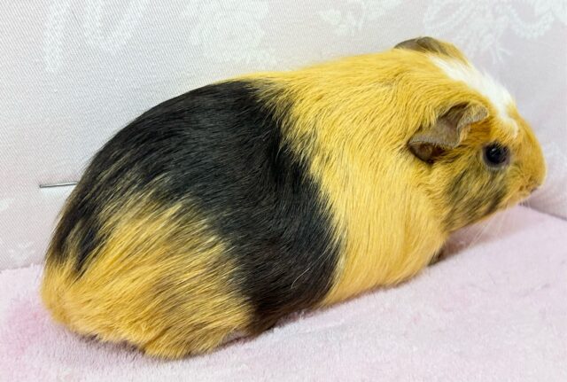 クレステッドモルモット