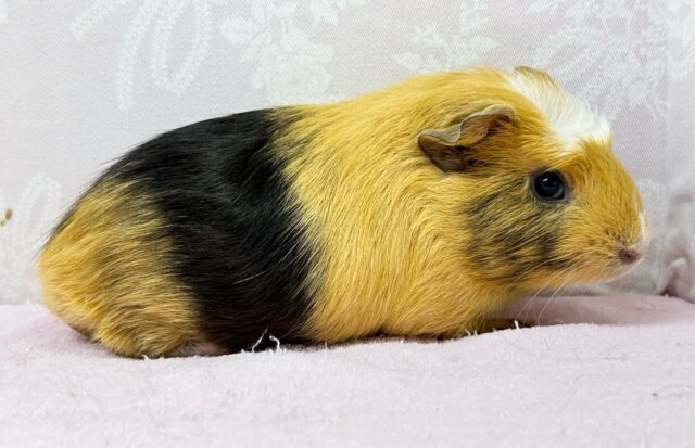 クレステッドモルモット