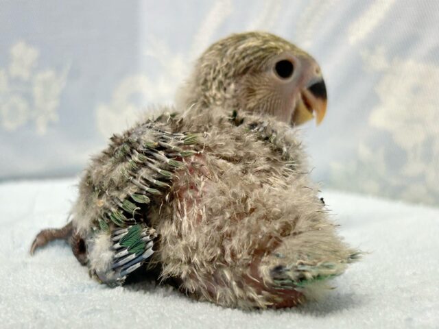 コザクラインコ（小桜インコ）