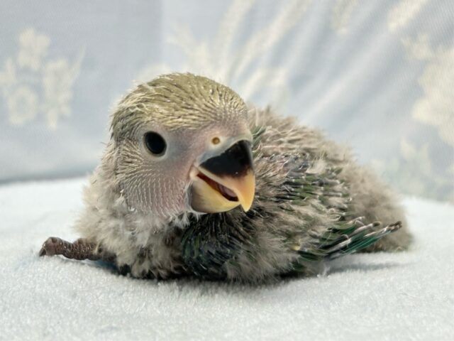 コザクラインコ（小桜インコ）