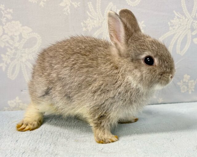 ネザーランドドワーフ