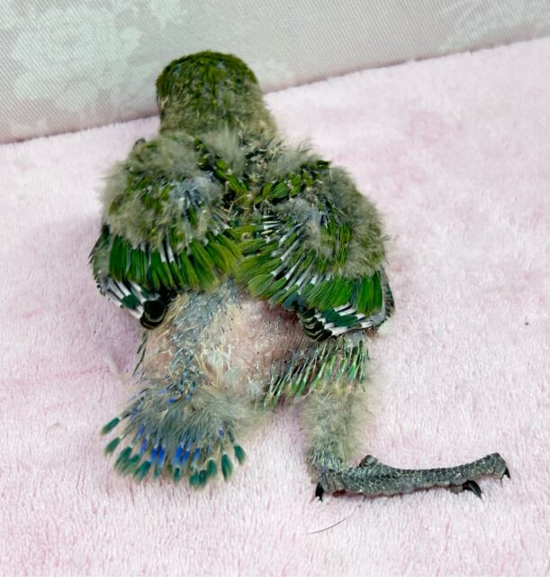 コザクラインコ（小桜インコ）