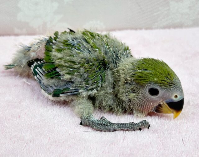 コザクラインコ（小桜インコ）