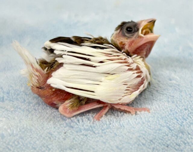 十姉妹（ジュウシマツ）