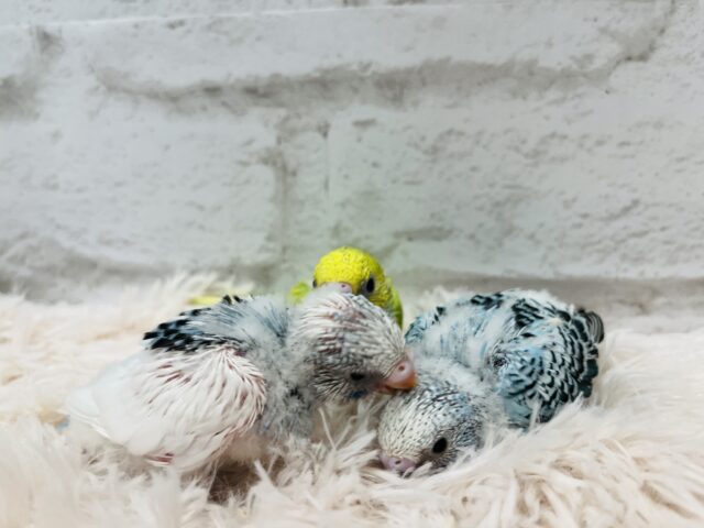 セキセイインコ