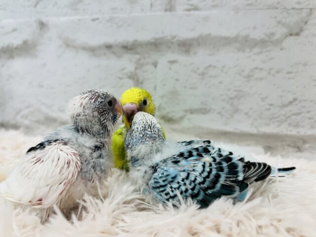 セキセイインコ