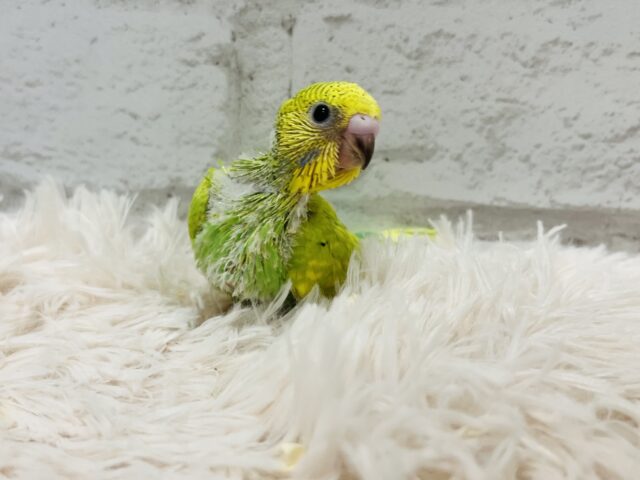 セキセイインコ