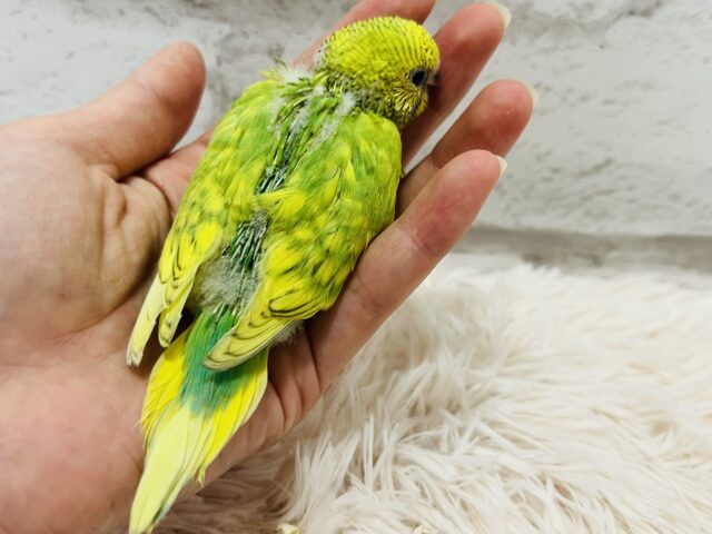 セキセイインコ