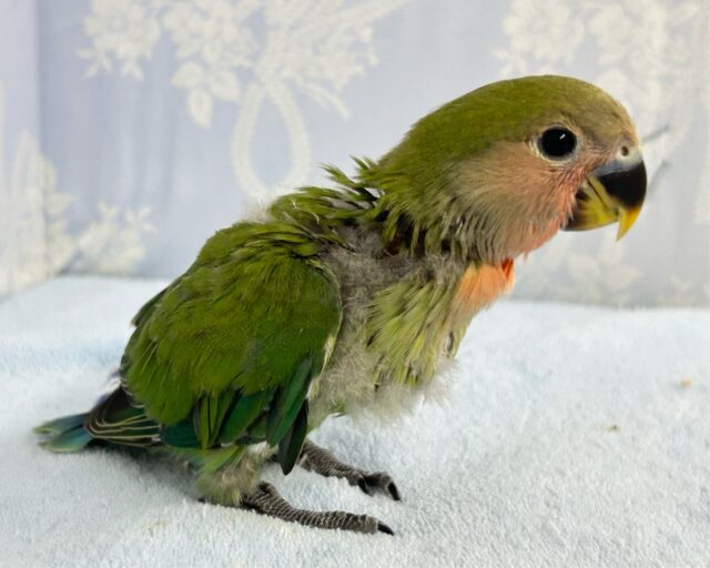 コザクラインコ（小桜インコ）