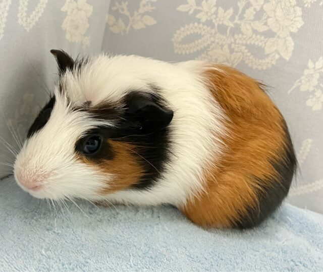 クレステッドモルモット