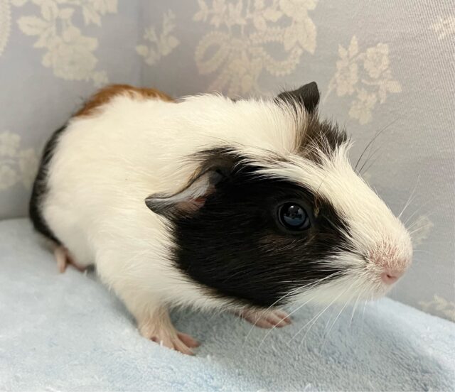 クレステッドモルモット