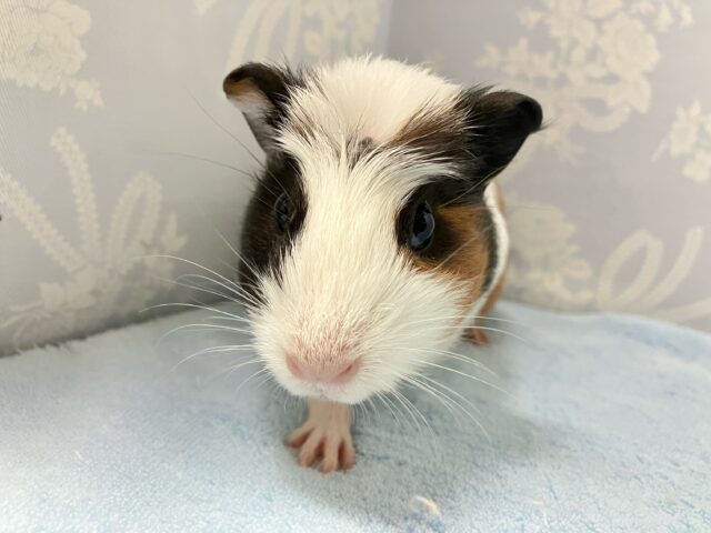 クレステッドモルモット