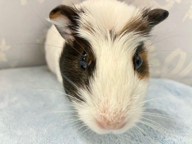 クレステッドモルモット