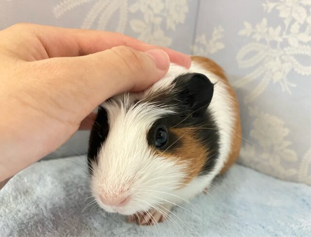 クレステッドモルモット