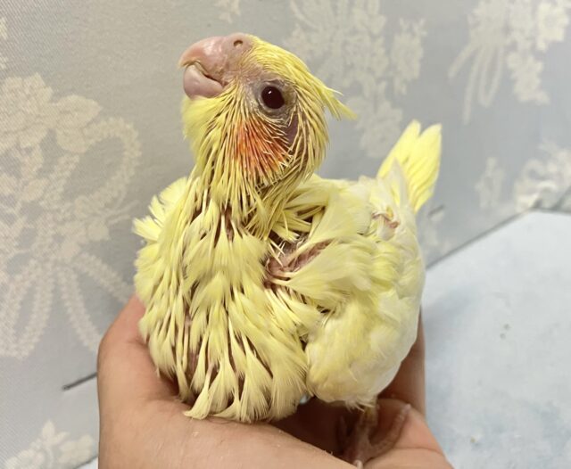 オカメインコ