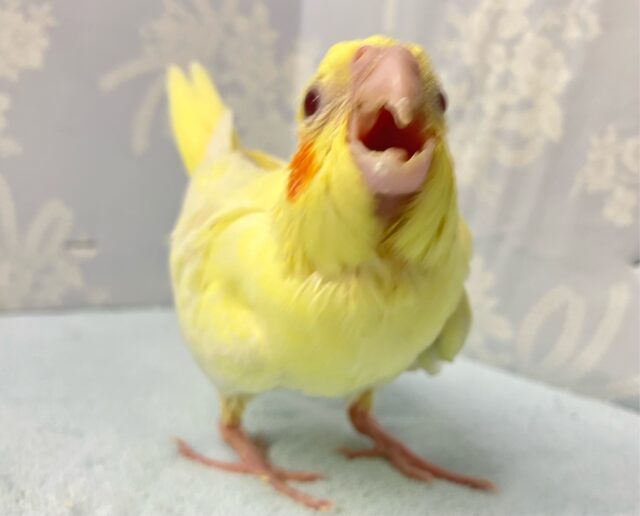 オカメインコ