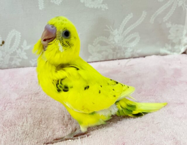 セキセイインコ