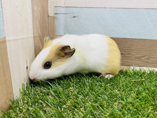 イングリッシュモルモット