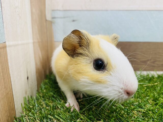 イングリッシュモルモット